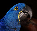 Hyacinth Macaw