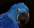Hyacinth Macaw