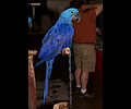Hyacinth Macaw