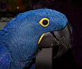 Hyacinth Macaw