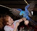 Hyacinth Macaw