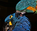 Blue Throat Macaw grooming a Hyacinth Macaw