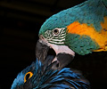 Blue Throat Macaw grooming a Hyacinth Macaw