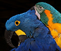 Blue Throat Macaw grooming a Hyacinth Macaw