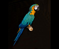 Blue and Gold Macaw