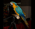Blue and Gold Macaw