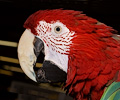 Green Wing Macaw