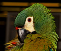 Miniature Macaw