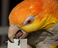 White Bellied Caique
