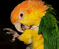 White Bellied Caique
