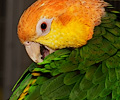 White Bellied Caique