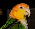White Bellied Caique