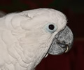 Umbrella Cockatoo