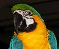 Blue and Gold Macaw