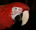 Green Wing Macaw