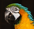 Blue and Gold Macaw