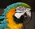 Blue and Gold Macaw