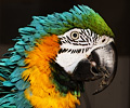 Blue and Gold Macaw