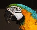 Blue and Gold Macaw