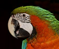 Hybrid Macaw