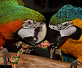 Blue and Gold Macaw and Hybrid Macaw