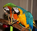 Blue and Gold Macaw and Hybrid Macaw