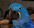 Hyacinth Macaw