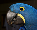 Hyacinth Macaw