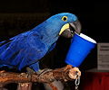 Hyacinth Macaw