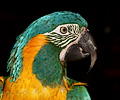 Blue Throat Macaw