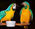 Blue and Gold Macaw and Blue Throat Macaw