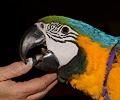 Blue and Gold Macaw