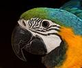 Blue and Gold Macaw