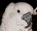 Umbrella Cockatoo