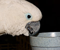 Umbrella Cockatoo