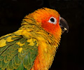 Sun Conure