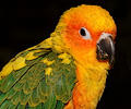 Sun Conure