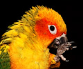 Sun Conure