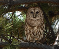Barred Owl