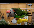 Cape Parrot at the RMSA Exotic Bird Festival
