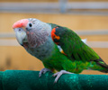 Cape Parrot at the RMSA Exotic Bird Festival
