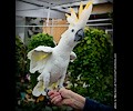 Citron Cockatoo at the RMSA Exotic Bird Festival