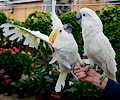 Citron Cockatoo and Umbrella Cockatoo at the RMSA Exotic Bird Festival