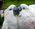 Citron Cockatoo and Umbrella Cockatoo at the RMSA Exotic Bird Festival