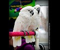 Citron Cockatoo and Umbrella Cockatoo at the RMSA Exotic Bird Festival