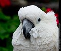Umbrella Cockatoo at the RMSA Exotic Bird Festival