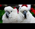 Citron Cockatoo and Umbrella Cockatoo at the RMSA Exotic Bird Festival