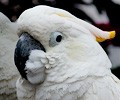 Citron Cockatoo at the RMSA Exotic Bird Festival