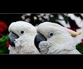 Citron Cockatoo and Umbrella Cockatoo at the RMSA Exotic Bird Festival