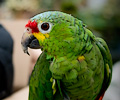 Red Lored Amazon Parrot at the RMSA Exotic Bird Festival